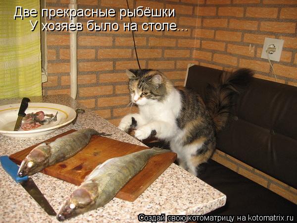 Котоматрица: Две прекрасные рыбёшки У хозяев было на столе...