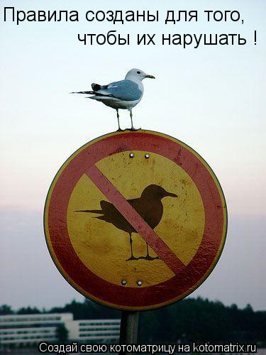 Котоматрица: чтобы их нарушать ! Правила созданы для того,