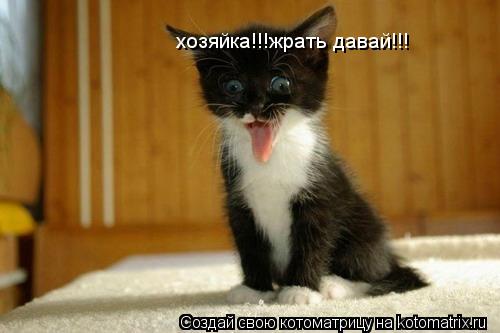 хозяйка!!!жрать давай!!!... Котоматрица: хозяйка!!!жрать давай!!!