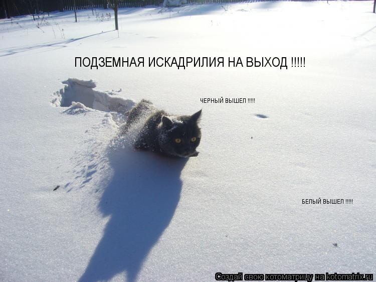 Котоматрица: ПОДЗЕМНАЯ ИСКАДРИЛИЯ НА ВЫХОД !!!!! ЧЕРНЫЙ ВЫШЕЛ !!!!! БЕЛЫЙ ВЫШЕЛ !!!!!