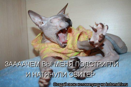 Котоматрица: ЗААААЧЕМ ВЫ МЕНЯ ПОДСТРИГЛИ И НАТЯНУЛИ  ЗААААЧЕМ ВЫ МЕНЯ ПОДСТРИГЛИ И НАТЯНУЛИ СВИТЕР