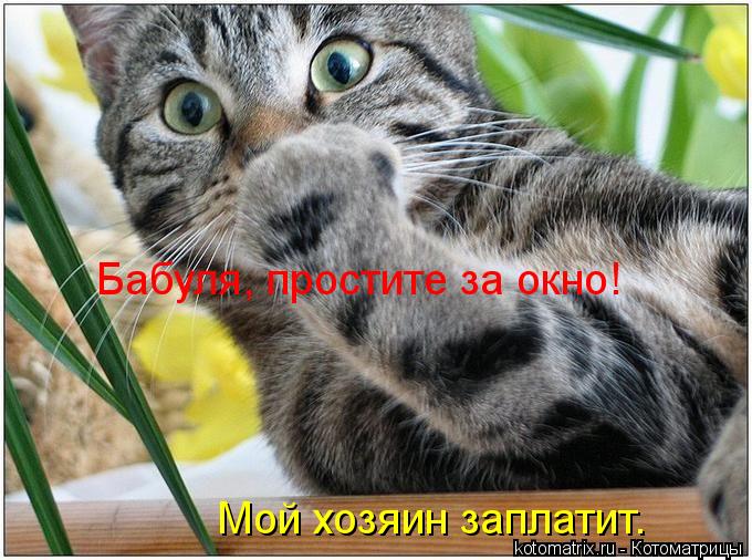 Котоматрица: Бабуля, простите за окно! Мой хозяин заплатит.