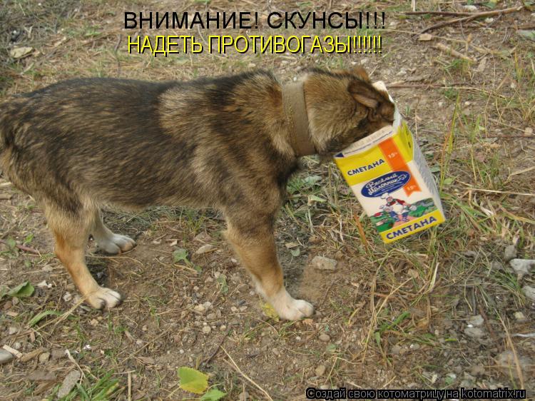 Котоматрица: ВНИМАНИЕ! СКУНСЫ!!! НАДЕТЬ ПРОТИВОГАЗЫ!!!!!!