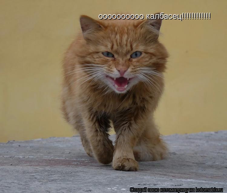 оооооооооо калбасец!!!!!!!!!!!!... Котоматрица: оооооооооо калбасец!!!!!!!!!!!!