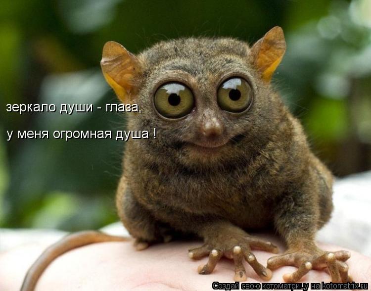 Котоматрица: зеркало души - глаза, у меня огромная душа !