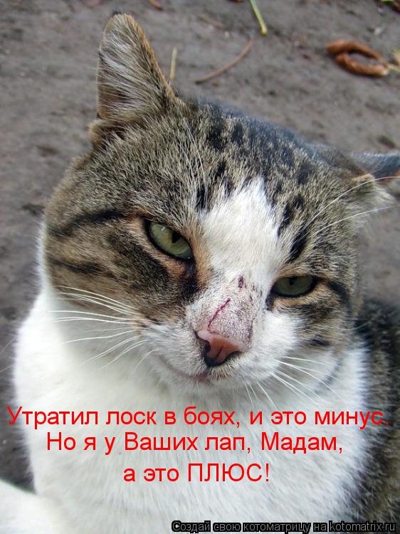 Котоматрица: Утратил лоск в боях, и это минус. Но я у Ваших лап, Мадам, а это ПЛЮС!