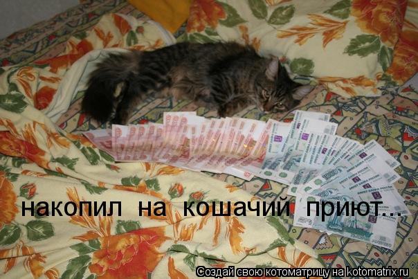 Котоматрица: накопил  на  кошачий  приют...
