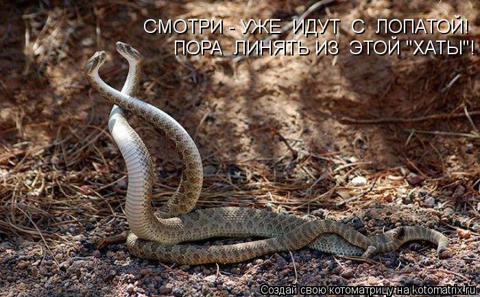 Котоматрица: СМОТРИ - УЖЕ  ИДУТ  С  ЛОПАТОЙ! ПОРА  ЛИНЯТЬ ИЗ  ЭТОЙ "ХАТЫ"!