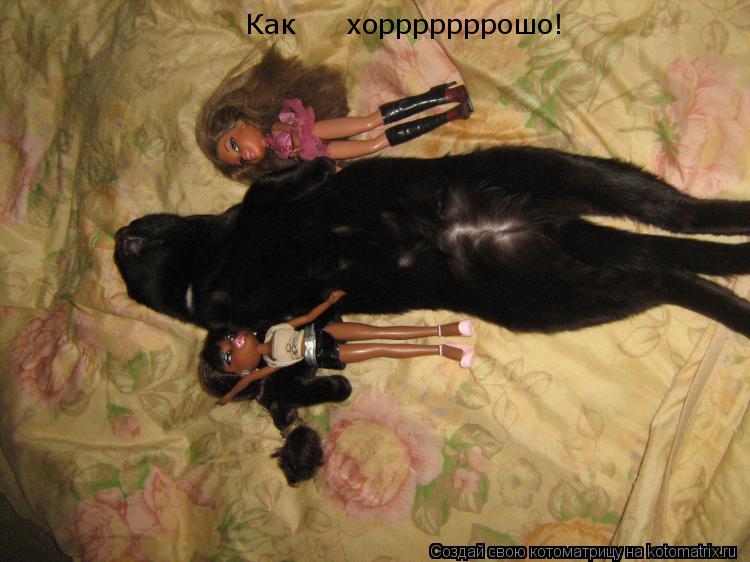 Котоматрица: Как     хорррррррошо!