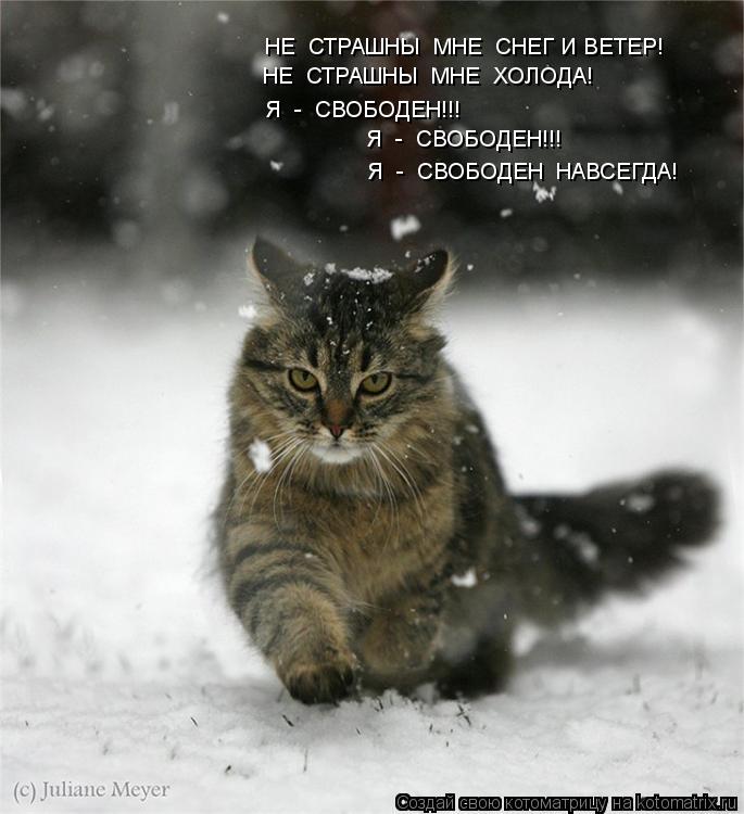 Котоматрица: НЕ  СТРАШНЫ  МНЕ  СНЕГ И ВЕТЕР! НЕ  СТРАШНЫ  МНЕ  ХОЛОДА! Я  -  СВОБОДЕН!!!   Я  -  СВОБОДЕН!!!   Я  -  СВОБОДЕН  НАВСЕГДА!