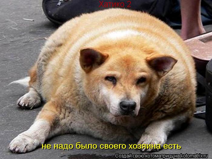 Котоматрица: Хатико 2 не надо было своего хозяина есть