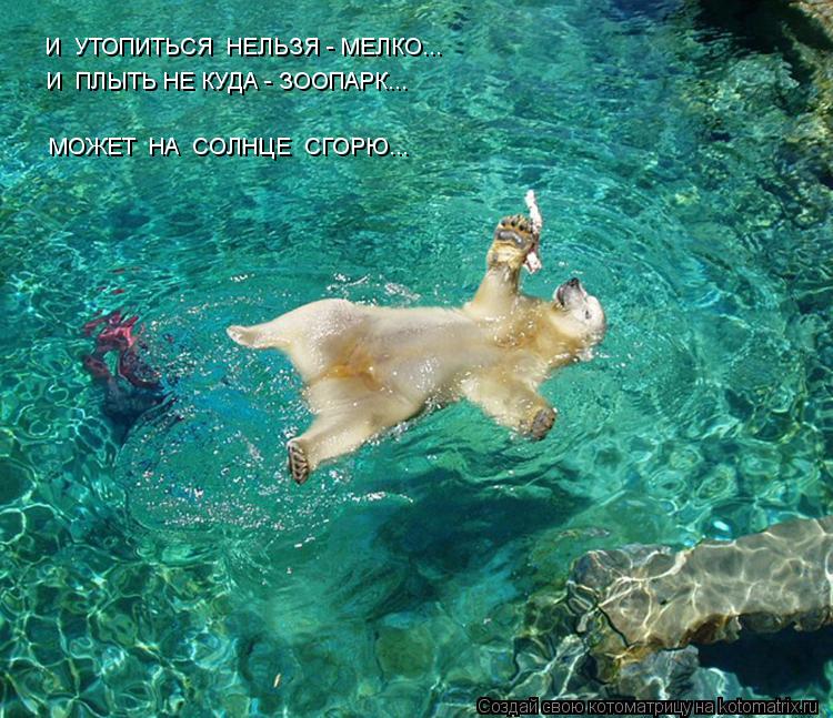 Котоматрица: И  УТОПИТЬСЯ  НЕЛЬЗЯ - МЕЛКО... И  ПЛЫТЬ НЕ КУДА - ЗООПАРК... МОЖЕТ  НА  СОЛНЦЕ  СГОРЮ...