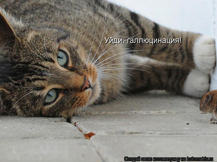 Уйди, галлюцинация!... Котоматрица: Уйди, галлюцинация!
