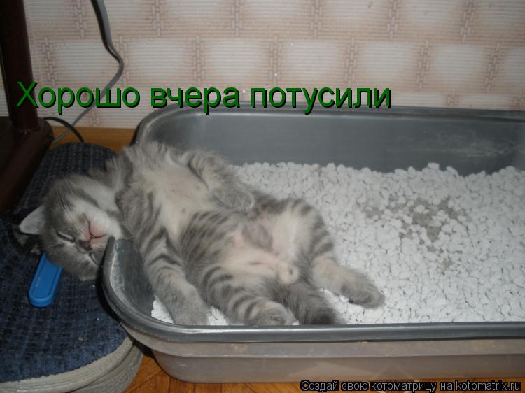 Хорошо вчера потусили... Котоматрица: Хорошо вчера потусили