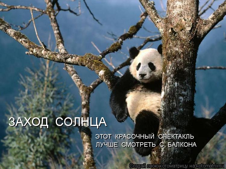 ЗАХОД СОЛНЦА ЭТОТ КРАСОЧНЫЙ СПЕКТАКЛЬ ЛУЧШЕ СМОТРЕТЬ С БАЛКОНА... Котоматрица: ЗАХОД СОЛНЦА ЭТОТ КРАСОЧНЫЙ СПЕКТАКЛЬ ЛУЧШЕ СМОТРЕТЬ С БАЛКОНА
