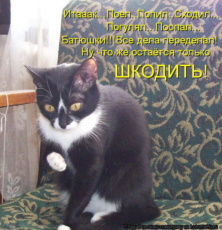Котоматрица: Итааак...Поел..Попил..Сходил... Погулял...Поспал... Батюшки!!!Все дела переделал! Ну что же,остаётся только ШКОДИТЬ!
