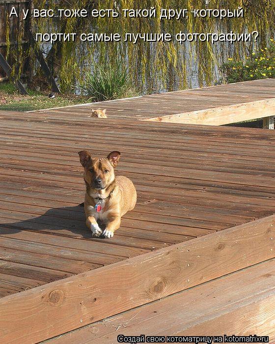 А у вас тоже есть такой друг, который портит самые лучшие фотографии?... Котоматрица: А у вас тоже есть такой друг, который портит самые лучшие фотографии?