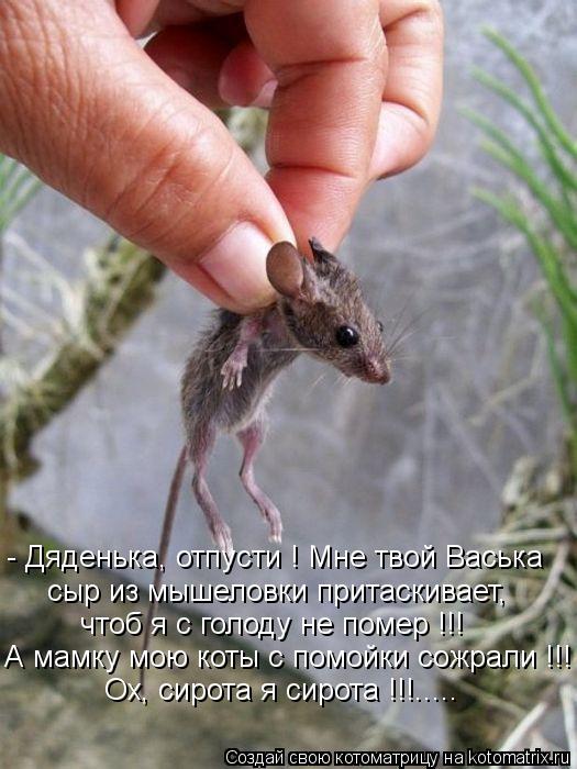 - Дяденька, отпусти ! Мне твой Васька сыр из мышеловки притаскивает, чтоб я с голоду не помер !!! А м... Котоматрица: - Дяденька, отпусти ! Мне твой Васька сыр из мышеловки притаскивает, чтоб я с голоду не помер !!! А мамку мою коты с помойки сожрали !!! Ох, сирот