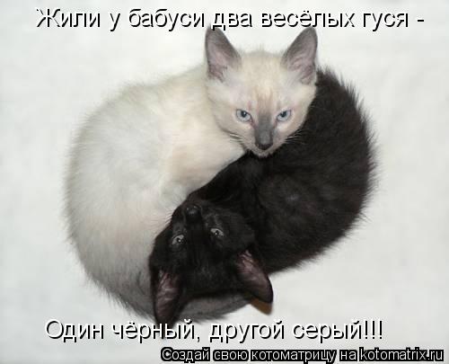 Котоматрица: Жили у бабуси два весёлых гуся - Один чёрный, другой серый!!!