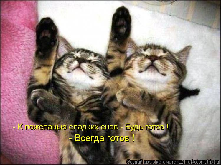 Котоматрица: - К пожеланью сладких снов - Будь готов ! - Всегда готов !