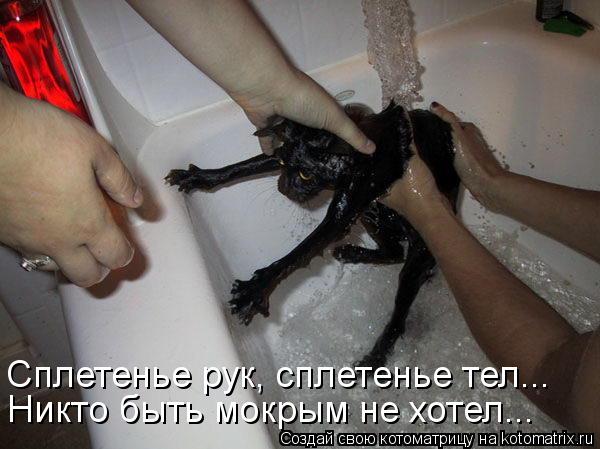 Сплетенье рук, сплетенье тел... Никто быть мокрым не хотел...... Котоматрица: Сплетенье рук, сплетенье тел... Никто быть мокрым не хотел...