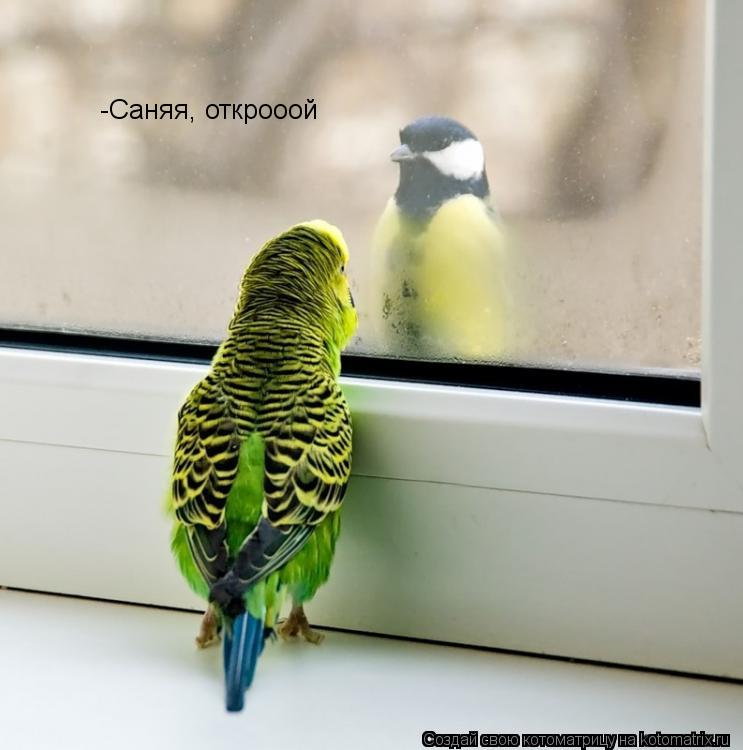 Котоматрица: -Саняя, открооой