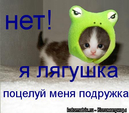 Котоматрица: нет! я лягушка поцелуй меня подружка!