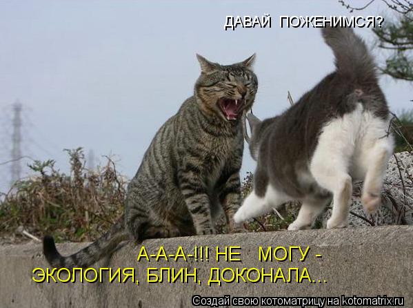 Котоматрица: ЭКОЛОГИЯ, БЛИН, ДОКОНАЛА... А-А-А-!!! НЕ   МОГУ - ДАВАЙ  ПОЖЕНИМСЯ?