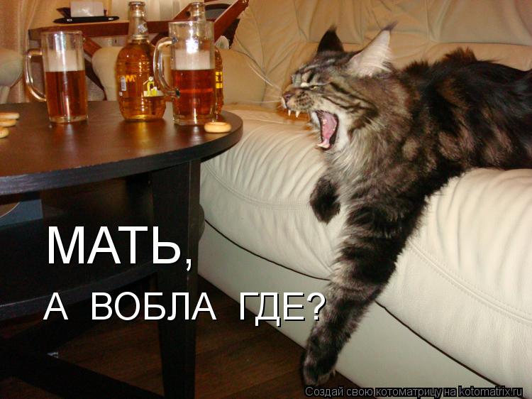 МАТЬ, А ВОБЛА ГДЕ?... Котоматрица: МАТЬ, А ВОБЛА ГДЕ?