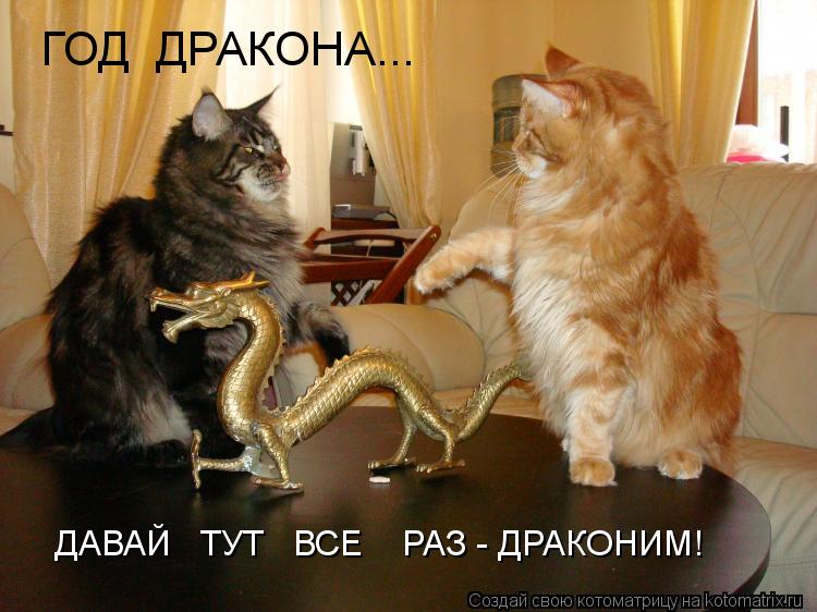 ГОД ДРАКОНА... ДАВАЙ ТУТ ВСЕ РАЗ - ДРАКОНИМ!... Котоматрица: ГОД ДРАКОНА... ДАВАЙ ТУТ ВСЕ РАЗ - ДРАКОНИМ!