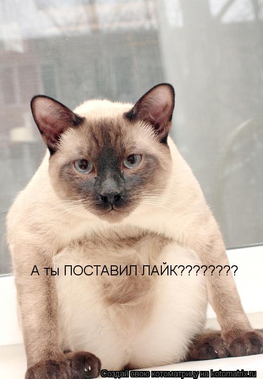 А ты ПОСТАВИЛ ЛАЙК????????... Котоматрица: А ты ПОСТАВИЛ ЛАЙК????????
