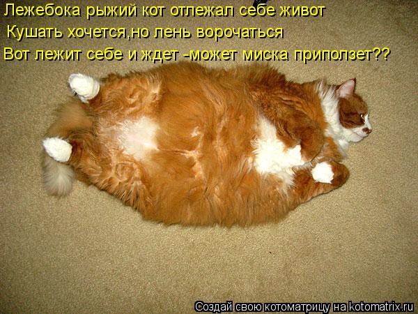 Лежебока рыжий кот отлежал себе живот Кушать хочется,но лень ворочаться Вот лежит себе и ждет -может... Котоматрица: Лежебока рыжий кот отлежал себе живот Кушать хочется,но лень ворочаться Вот лежит себе и ждет -может миска приползет??