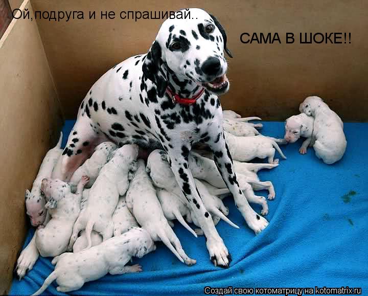 Ой,подруга и не спрашивай.. САМА В ШОКЕ!!... Котоматрица: Ой,подруга и не спрашивай.. САМА В ШОКЕ!!