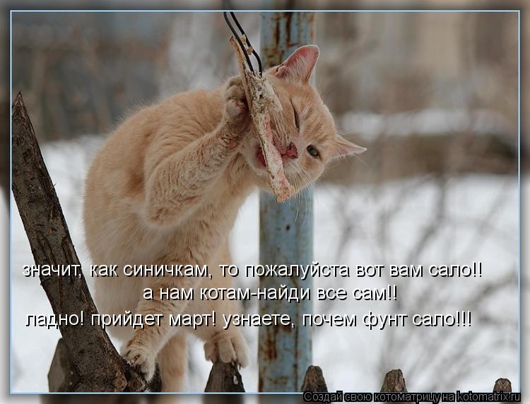 значит, как синичкам, то пожалуйста вот вам сало!! а нам котам-найди все сам!! ладно! прийдет март! у... Котоматрица: значит, как синичкам, то пожалуйста вот вам сало!! а нам котам-найди все сам!! ладно! прийдет март! узнаете, почем фунт сало!!!