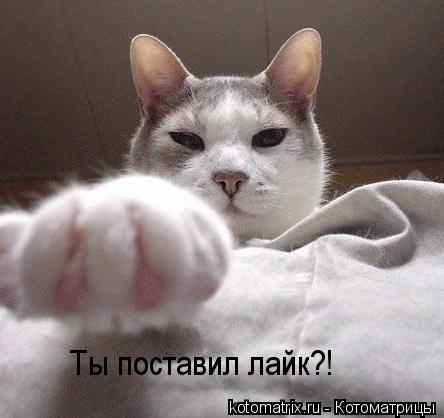 Ты поставил лайк?!... Котоматрица: Ты поставил лайк?!