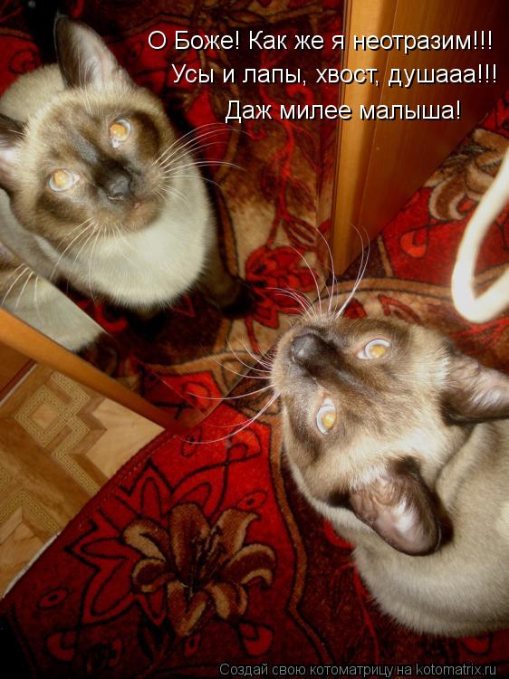 Котоматрица: О Боже! Как же я неотразим!!! Усы и лапы, хвост, душааа!!!  Даж милее малыша!