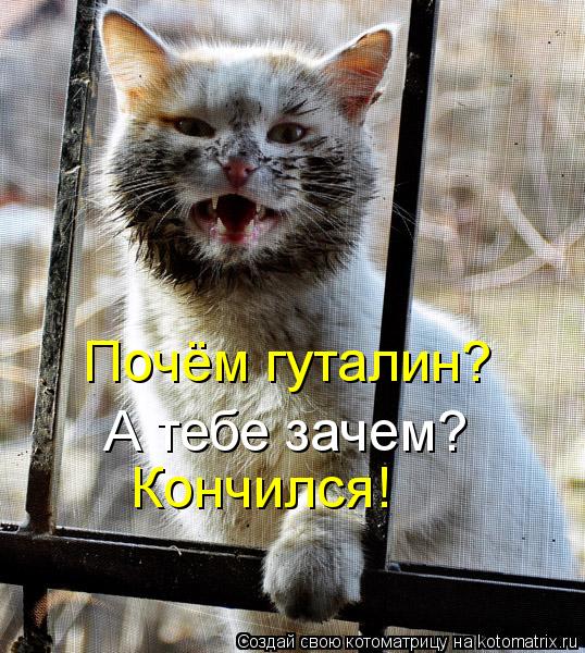 Котоматрица: Почём гуталин?  А тебе зачем? Кончился!