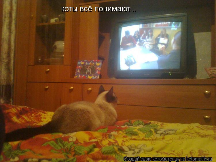 Котоматрица: коты всё понимают...