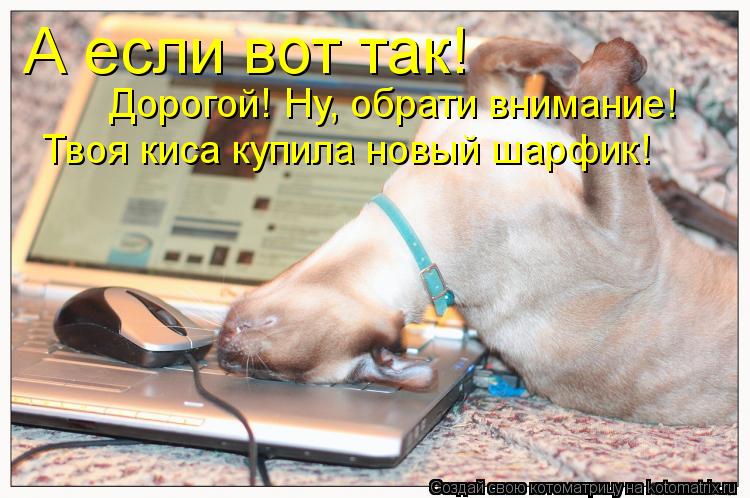 А если вот так! Дорогой! Ну, обрати внимание! Твоя киса купила новый шарфик!... Котоматрица: А если вот так! Дорогой! Ну, обрати внимание! Твоя киса купила новый шарфик!