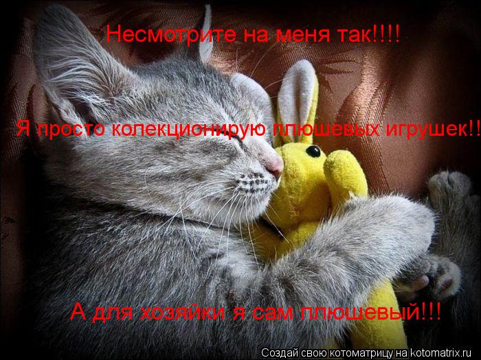 Несмотрите на меня так!!!! А для хозяйки я сам плюшевый!!! Я просто колекционирую плюшевых игрушек!!... Котоматрица: Несмотрите на меня так!!!! А для хозяйки я сам плюшевый!!! Я просто колекционирую плюшевых игрушек!!