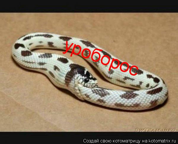 уроборос... Котоматрица: уроборос