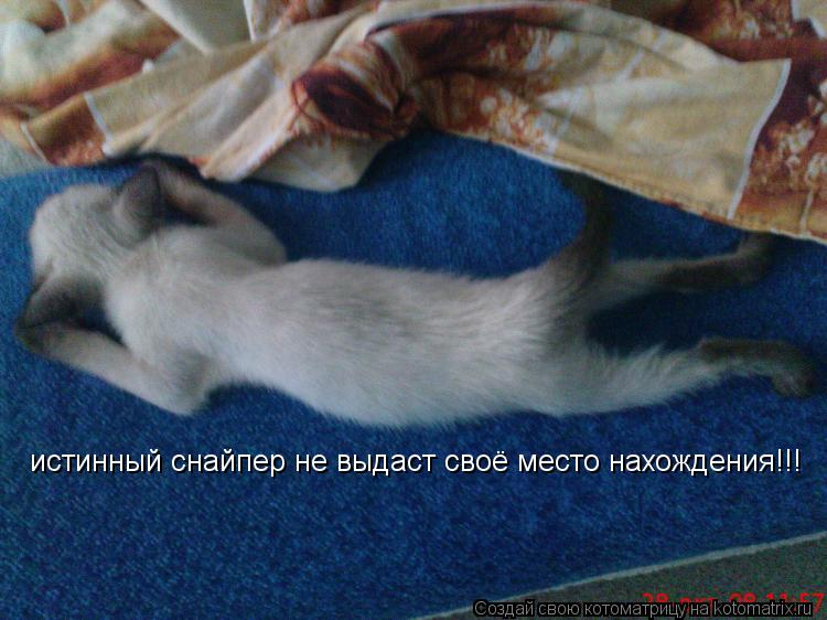 истинный снайпер не выдаст своё место нахождения!!!... Котоматрица: истинный снайпер не выдаст своё место нахождения!!!