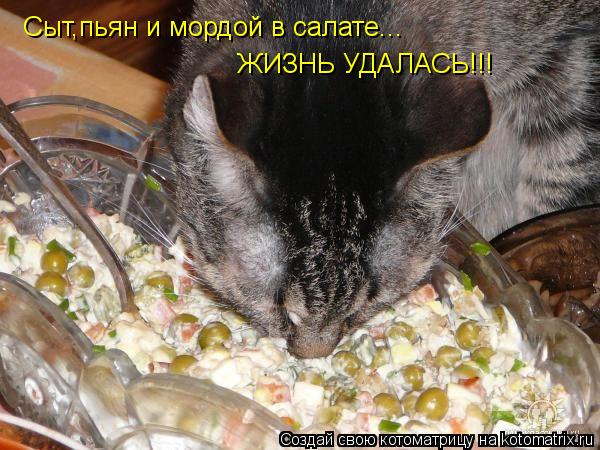 Сыт,пьян и мордой в салате... ЖИЗНЬ УДАЛАСЬ!!!... Котоматрица: Сыт,пьян и мордой в салате... ЖИЗНЬ УДАЛАСЬ!!!