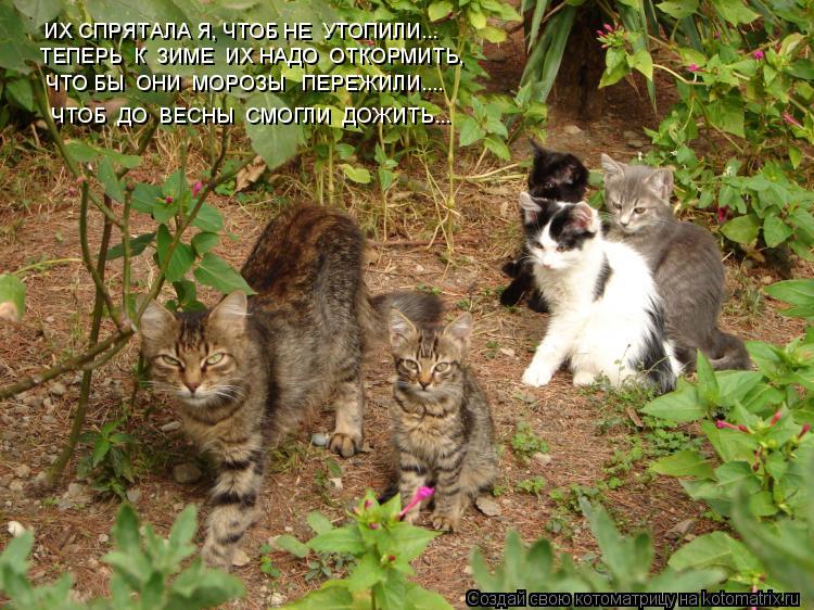 ИХ СПРЯТАЛА Я, ЧТОБ НЕ УТОПИЛИ... ТЕПЕРЬ К ЗИМЕ ИХ НАДО ОТКОРМИТЬ, ЧТО БЫ ОНИ МОРОЗЫ ПЕРЕЖИЛ... Котоматрица: ИХ СПРЯТАЛА Я, ЧТОБ НЕ УТОПИЛИ... ТЕПЕРЬ К ЗИМЕ ИХ НАДО ОТКОРМИТЬ, ЧТО БЫ ОНИ МОРОЗЫ ПЕРЕЖИЛИ.... ЧТОБ ДО ВЕСНЫ СМОГЛИ ДОЖИТЬ...