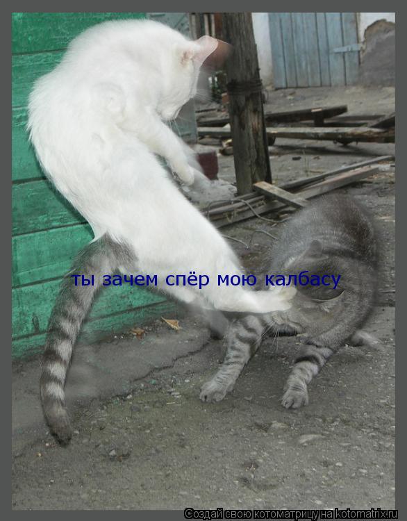 ты зачем спёр мою калбасу... Котоматрица: ты зачем спёр мою калбасу