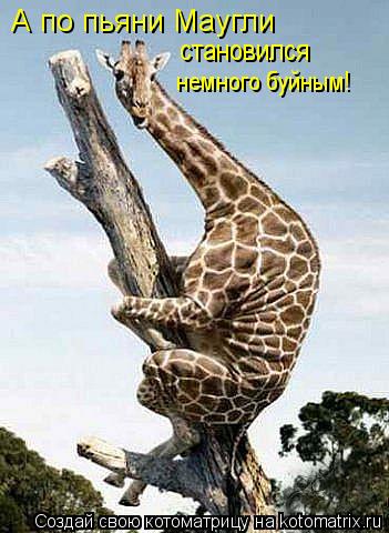 А по пьяни Маугли становился немного буйным!... Котоматрица: А по пьяни Маугли становился немного буйным!