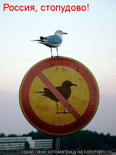 Россия, стопудово!... Котоматрица: Россия, стопудово!