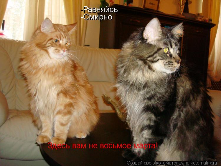 -Равняйсь -Смирно Здесь вам не восьмое марта!... Котоматрица: -Равняйсь -Смирно Здесь вам не восьмое марта!