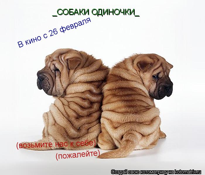 _СОБАКИ ОДИНОЧКИ_ В кино с 26 февраля (возьмите нас к себе) (пожалейте)... Котоматрица: _СОБАКИ ОДИНОЧКИ_ В кино с 26 февраля (возьмите нас к себе) (пожалейте)