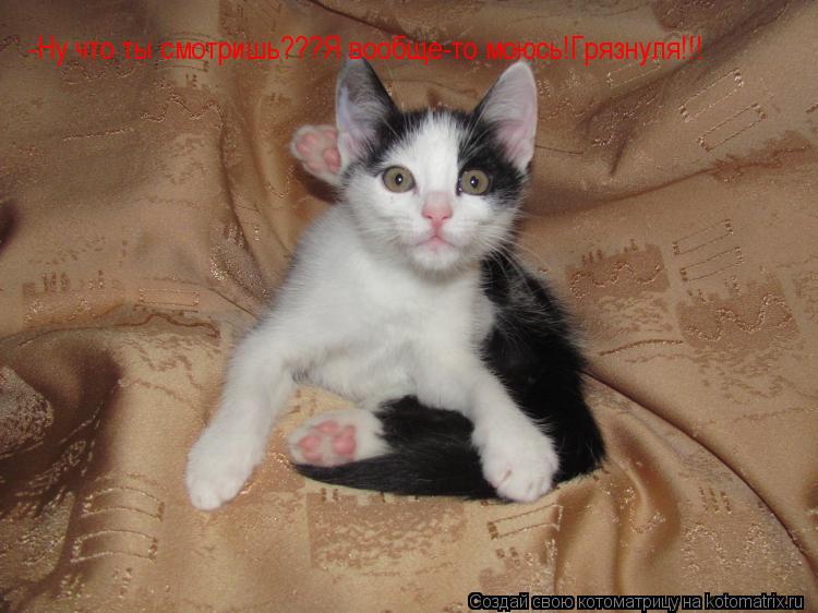 Котоматрица: -Ну что ты смотришь???Я вообще-то моюсь!Грязнуля!!!